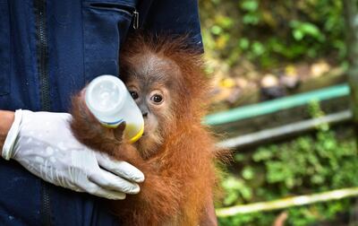 Gokong Puntung, a one-year-old male orangutan, rescued from a chicken cage at a house in Aceh, Sumatra. The owner said he had bought the young ape from peopke who had taken it from a palm oil plantation. Conservationists believe the animal's mother would have been killed, because orangutans would not voluntarily be parted from their offspring. Gokong Puntung is recovering at a quarantine centre outside the town of Medan and it is hoped that he will one day be able to be released back into the protected forest.. It is thought that there are just 200 orangutans left in the Tripa Swamp Forest, from where the young ape was taken, where once there were about 2,000. They have been killed or displaced by the spread of palm oil plantations. In 1990 there were an estimated 60,000 hectares of swamp forest: now just 10,000 are left. *** Local Caption ***  Orangutan-23.jpg