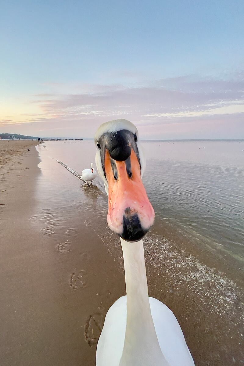 A swan at Brzezno Beach, Gdansk, Poland. Jaroslaw Kolacz / Comedywildlife
