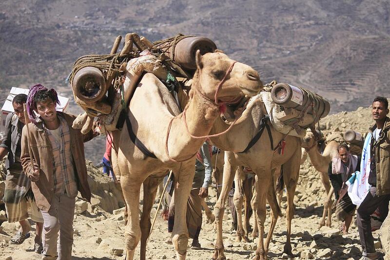 File photo taken on January 11, 2016 showing camels and donkeys smuggling oxygen tanks into areas in Taez, Yemen, during a siege by Houthi rebels. Hospitals in Taez were on August 22, 2016 still struggling to operate due to a shortage of medical supplies and doctors. Taha Saleh for The National
