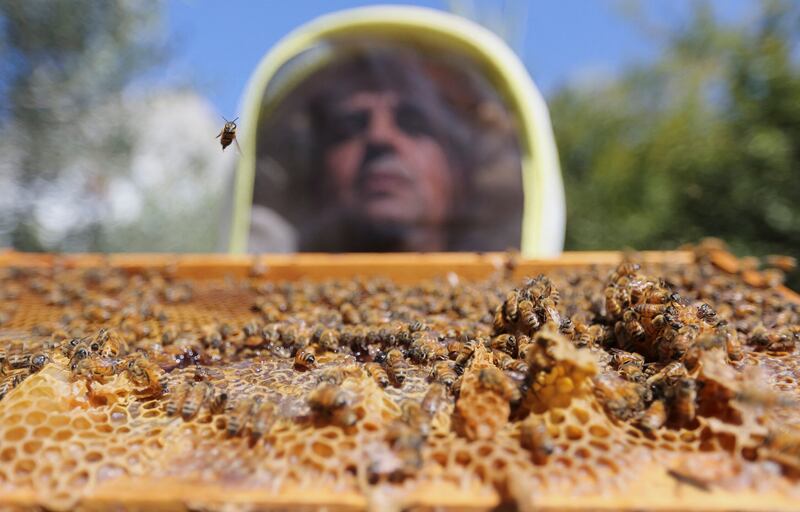 A Palestinian farmer checks beehives in Gaza City. All photos by Reuters