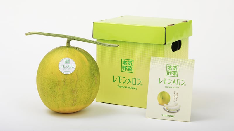 Farmers in Japan have created a new fruit by breeding a melon with lemons. Photo: Suntory