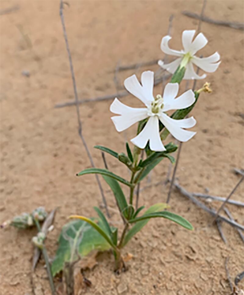 The blooms of the desert campion are often open at night. It is thought to be pollinated by nocturnal moths. Photo: Brigitte Howarth