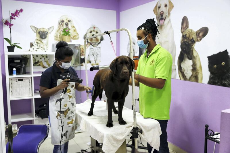 DUBAI , UNITED ARAB EMIRATES, October 02 , 2018 :- One of the dog in the grooming area at the My Second Home for pets in Dubai Investment Park 2 in Dubai. ( Pawan Singh / The National )  For Business/Instagram. Story by Dania