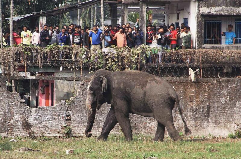 People stand on rooftops to watch a wild elephant that strayed into town on Wednesday, February 10. The panicked elephant ran amok, trampling parked cars and motorbikes before it was tranquilised. AP Photo