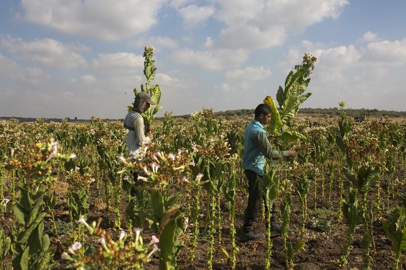 Palestinian field workers Rama (right) and Mohanned carry large tobacco plants as they harvest the leaves for drying.