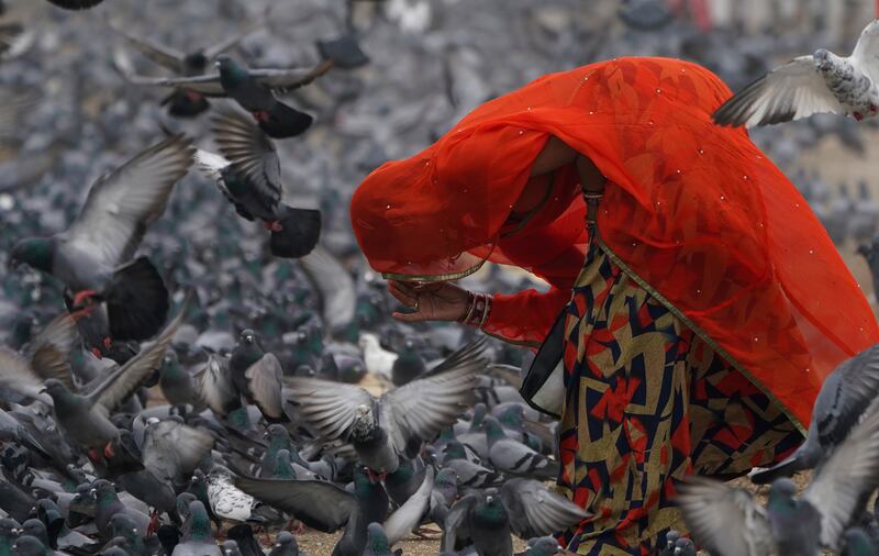 A Hindu woman offers prayers after feeding pigeons in Hyderabad, India. AP