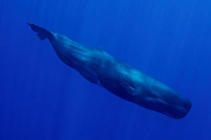 Earth's largest predator photographed in the wild, in the Caribbean sea, a few miles offshore from the east coast of Dominica. Getty Images