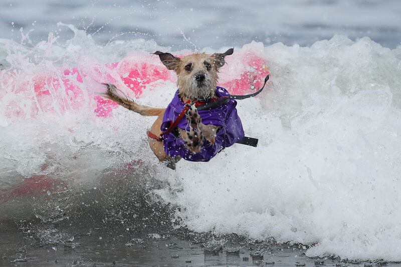 A dog jumps off a surfboard while competing for "Top Surf Dog 2019" in Del Mar, California, US. Reuters