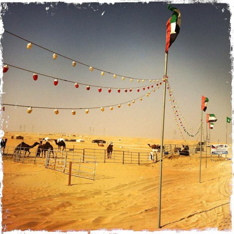 Day trip with friends to the Western Region and the Mazayin Dhafra Camel Festival, 220 kms west of Abu Dhabi on December 20, 2013. Camels in their pen.  Picture taken with the Hipstamatic app for the iPhone. Liz Claus / The National