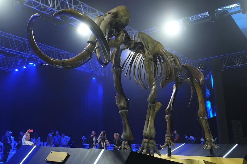 ABU DHABI, UNITED ARAB EMIRATES - - -  December 8, 2015 ---  A 15,000 year-old woolly mammoth was unveiled at Marina Mall on Tuesday, December 8, 2015, in Abu Dhabi. ( DELORES JOHNSON / The National )  
ID:-58722
Reporter: Melanie Swann
Section: AL *** Local Caption ***  DJ-081215-NA-Wooly Mammoth-58722-005.jpg