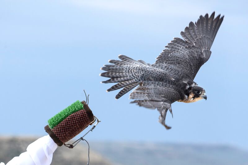 AKTAU, KAZAKHSTAN, May 15, 2015:  
A fourth-year female peregring falcon takes her first flight as a free bird as she is released back into the wild by falconers from the private office of HH Sheikh Mohammed bin Zayed al Nahyan, the Crown Prince of Abu Dhabi, Deputy Supreme Commander of the Armed Forces, and Chairman of the Abu Dhabi Executive Council, with the support from the International Fund for Houbara Conservation (IFHC) and the Abu Dhabi Falcon Hospital, north of coastal city Aktau, in the South West Kazakhstan, on Friday, May 15, 2015. The IFHC is organizing the release on behalf on Environment Agency Abu Dhabi, which oversees the Sheikh Zayed Falcon Release Programme, established in 1995 by the late Sheikh Zayed bin Sultan Al Nahyan, the first president of the United Arab Emirates.To date, 1726 falcons have been released in the 21 years of the program doing so, including 55 birds released in this area.  (Silvia Razgova / The National)  (Usage: undated, Section: NA, Reporter: Jen Bell) *** Local Caption ***  SR-150515-KAZfalcons0613.jpg