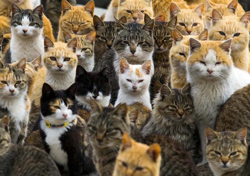 An army of cats rules in a remote island in southern Japan, curling up in abandoned houses or strutting about in a fishing village that is overrun with felines outnumbering humans six to one. Reuters