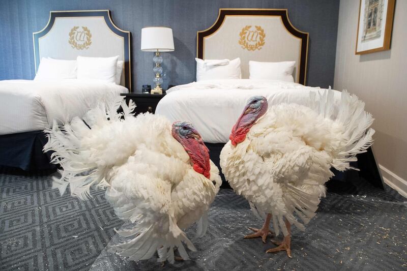 Corn and Cobb, a pair of turkeys that will be pardoned by US President Donald Trump, walk inside their hotel room at the Willard Intercontinental Hotel in Washington, DC on November 23, 2020, while awaiting the White House pardoning ceremony later this week ahead of the Thanksgiving holiday.  / AFP / SAUL LOEB
