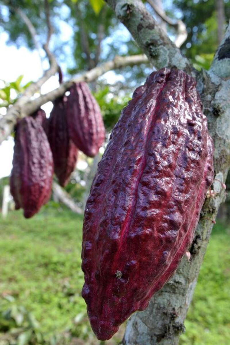 Ripe cocoa cobs wait for harvesting at a Juanjui farm in the San Martin region in northern Peru. Cris Bouroncle / AFP