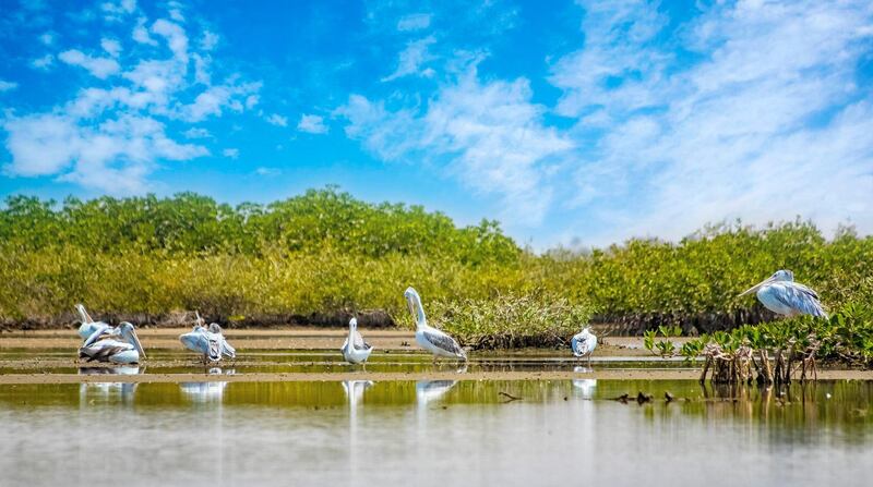 T784MF The group of Pink-backed Pelicans or Pelecanus rufescens is resting on the surface in the sea lagoon in Africa, Senegal. It is a wildlife photo of bir