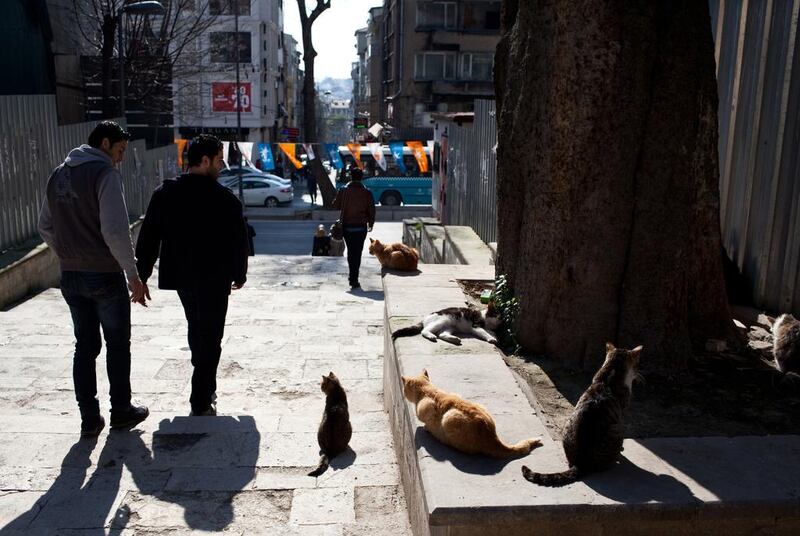 Civil servant Azat Yalcin, who angered his bosses when he blew the whistle on rampant official corruption, was assigned the dubious task of counting stray cats, such as these outside the Sulamaniye Mosque in Istanbul's Fatih municipality. Holly Pickett for The National 