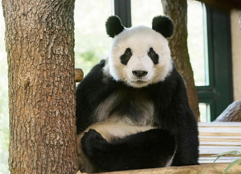 Male panda Yuan Yuan sits in its enclosure at the zoo in Vienna, Austria. Vienna Zoo via AP