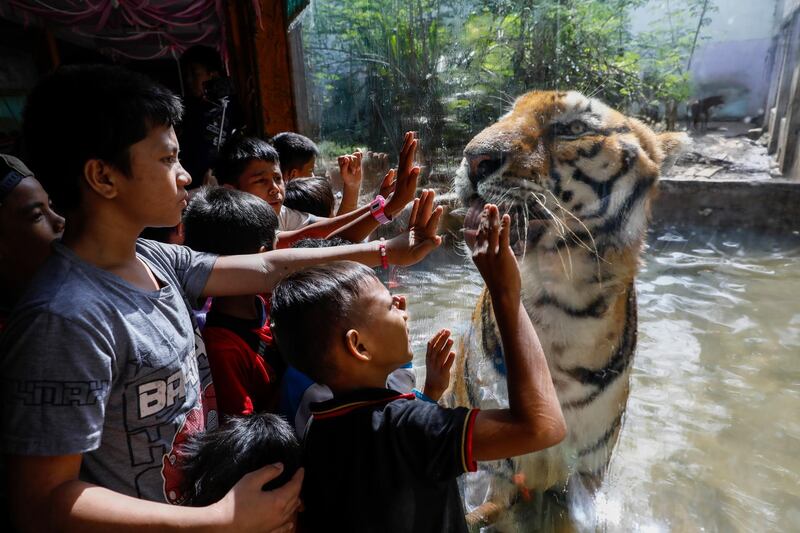 Children interact with a Bengal Tiger from at  Malabon Zoo, north of Manila, Philippines.  Rolex dela Pena / EPA