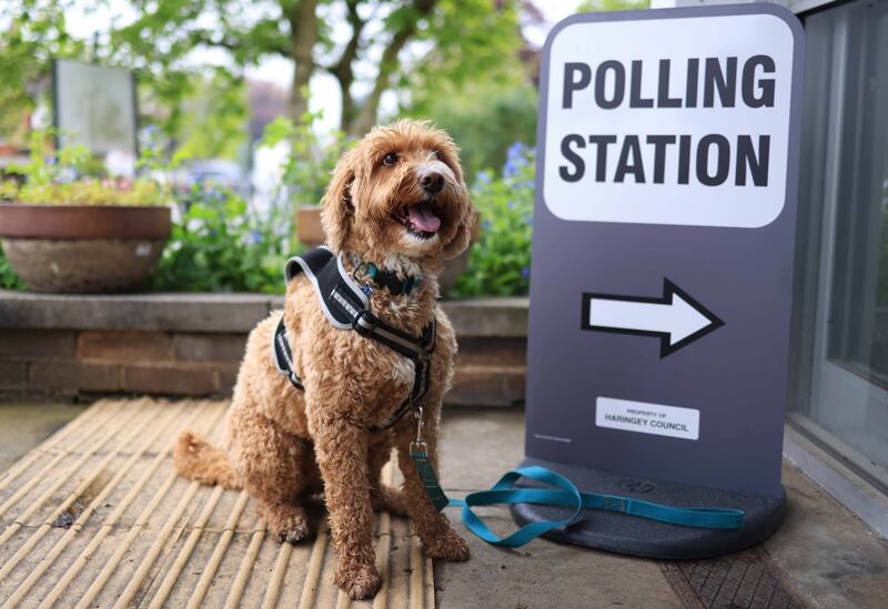 Enzo the dog waits at a polling station in London on Thursday. EPA