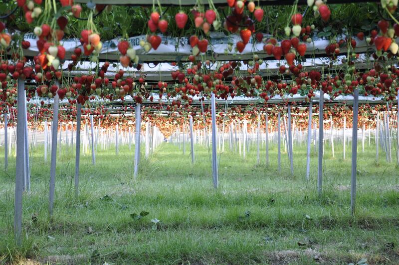 A shortage of seasonal workers is threatening Kent's famous strawberry growers. Charltons