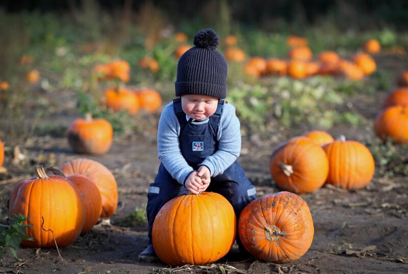 Theo Jackson, the photographer's son, picks pumpkins for Halloween at Garson Farm PYO in London, England. Getty Images