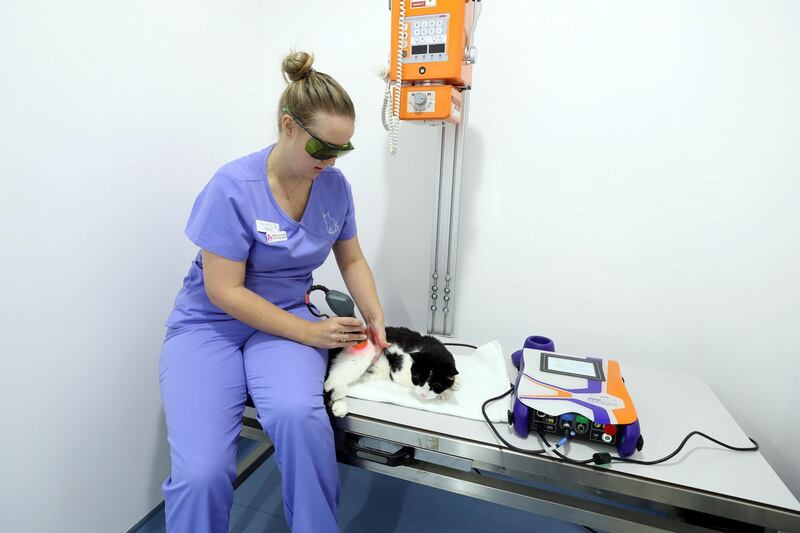 Dubai, United Arab Emirates - October 02, 2019: Yang, a 19 year old cat receives laser treatment from Alison Rigley for osteoarthritis. Profile of The Cat Vet UAE. Wednesday the 2nd of October 2019. Hessa Street, Dubai. Chris Whiteoak / The National