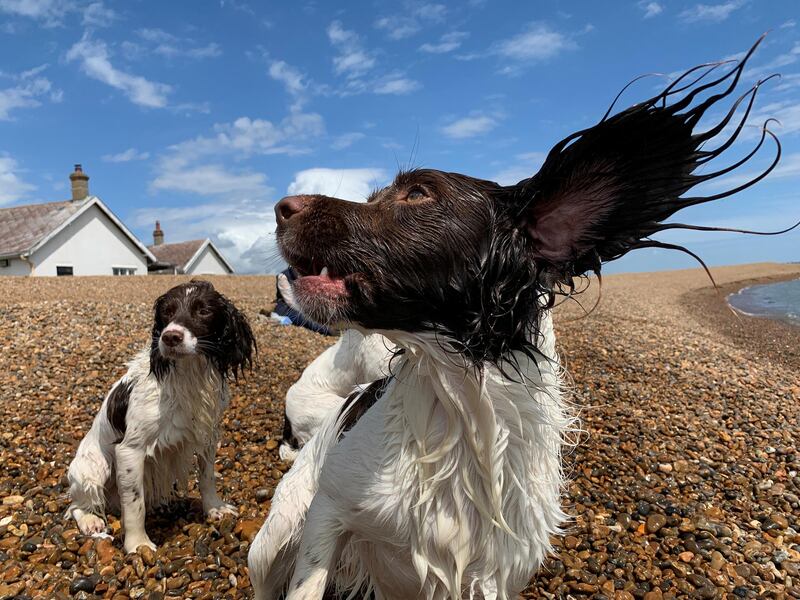Dogs play on the beach at Shingle Street, Suffolk, UK. Reuters