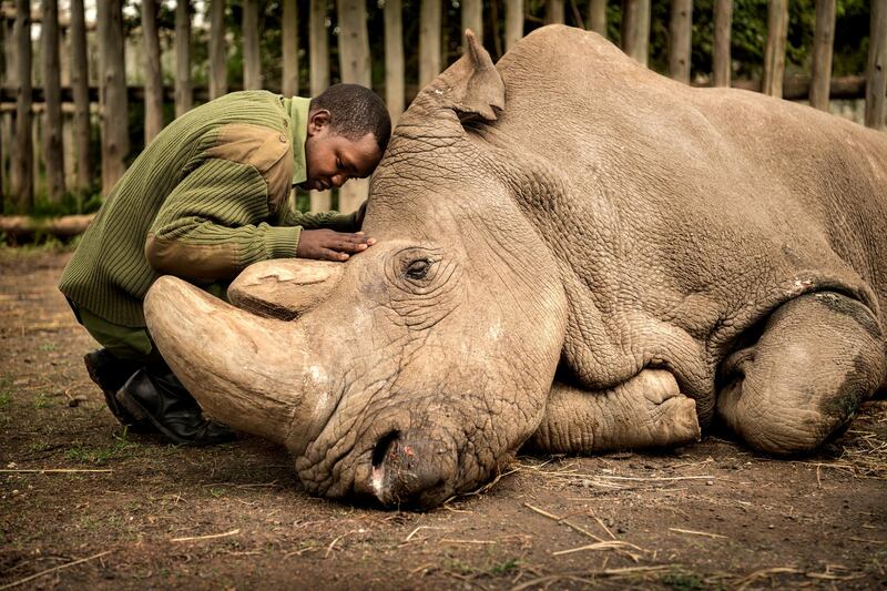 HIGHLY COMMENDED: The Last Goodbye by Ami Vitale. Joseph Wachira comforts Sudan, the last male northern white rhino left on the planet, moments before he passed away at Ol Pejeta Wildlife Conservancy in northern Kenya. Suffering from age-related complications, he died surrounded by the people who had cared for him. Courtesy Natural History Museum 