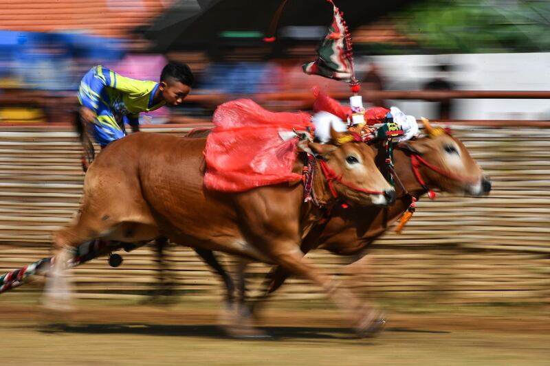 A jockey spurs the bulls during the Karapan Sapi Indonesia President Cup Trophy 2019 in Madura, Indonesia.  Getty Images