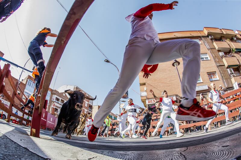 People take part in a traditional running of the bulls as part of the Feast of San Sebastian de Los Reyes, near Madrid, Spain. EPA