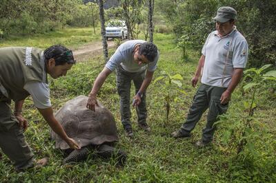 A Santa Cruz Island adult giant tortoise (Chelonoidis Donfaustoi) is examined by the director of the Galapagos National Park, Walter Bustos (C), and two park rangers on Santa Cruz Island, in the remote Ecuadorean archipelago 1000 km off South America's Pacific coast, on January 20, 2018. (Photo by Pablo COZZAGLIO / AFP)
