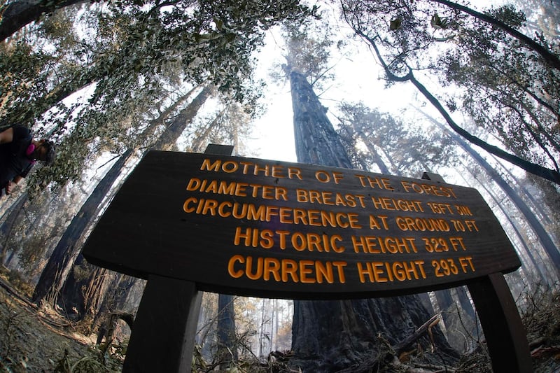 An old-growth redwood tree named "Mother of the Forest" is still standing in Big Basin Redwoods State Park, California. AP Photo