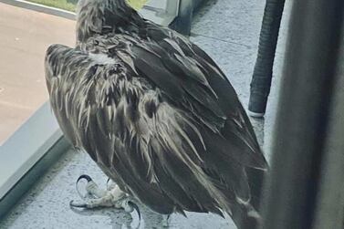 The bird of prey was stuck on a balcony after being unable to fly away. Courtesy: Shereen Sharaan