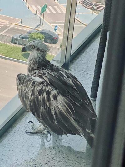 The bird of prey was stuck on a balcony after being unable to fly away. Courtesy: Shereen Sharaan