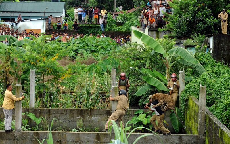 A leopard attacks a forest guard at Prakash Nagar village near Salugara on the outskirts of Siliguri on July 19, 2011. Six people were mauled by the leopard after the feline strayed into the village area before it was caught by forestry department officials. Forest officials made several attempt to tranquilised the full grown leopard that was wandering through a part of the densely populated city when curious crowds startled the animal, a wildlife official said. AFP PHOTO/Diptendu DUTTA
 *** Local Caption ***  450252-01-08.jpg