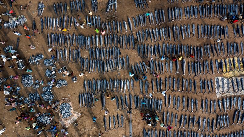 Just One Day's Catch. Srikanth Mannepuri / Wildlife Photographer of the Year