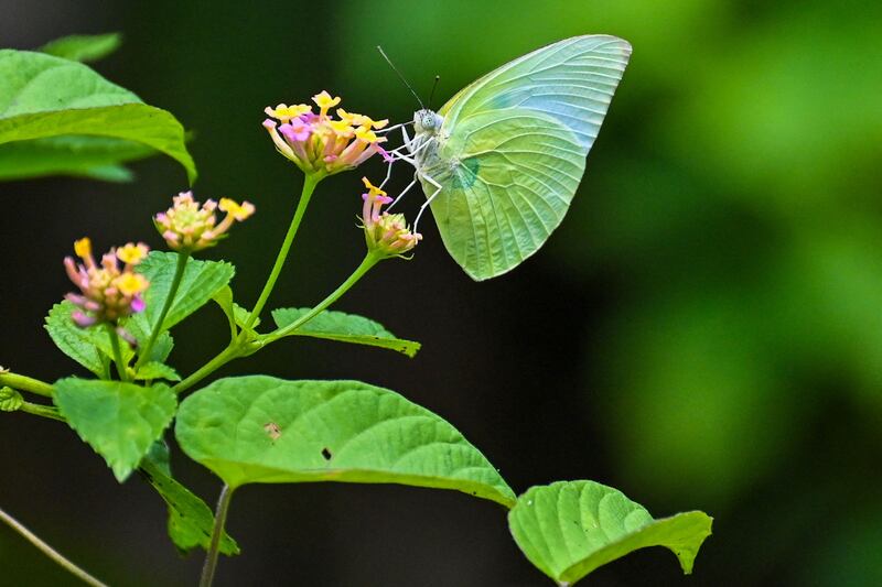 A butterfly lands on a wild forest flower in Seulimeum, Indonesia's western Aceh province. AFP