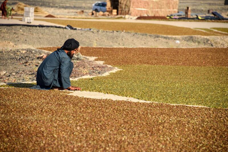 A farmer inspects grapes spread on the ground to dry at a field in the Panjwai district of Kandahar province. AFP