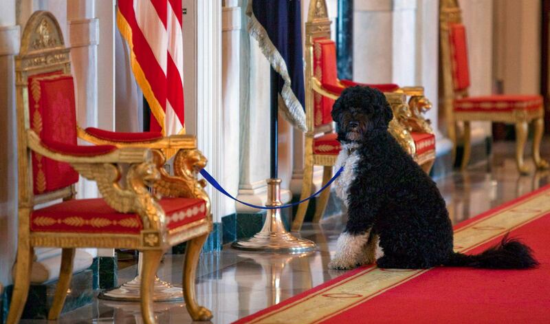 In this April 2010 photo, Bo, the Obamas' family pet, sits in the Cross Hall of the White House. AP