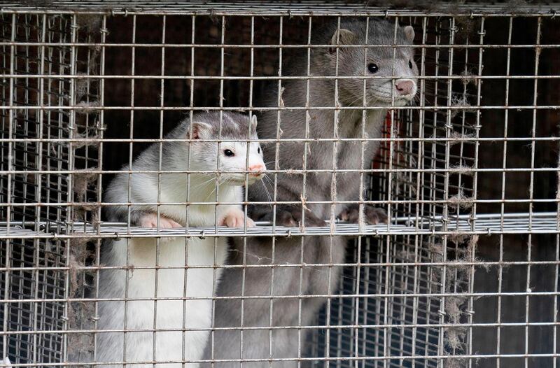 Minks are seen at a farm in Gjol, northern Denmark.  Around 100.000 mink are to be put down at various farms in Denmark due to contamination with the coronavirus.  AFP