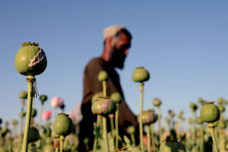 The ban was announced as Afghan farmers began harvesting their poppy fields. AFP
