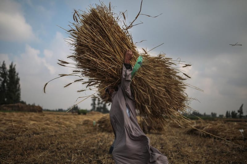 Urban growth has become a chief threat to farmland as farmers build houses for the next generation. Photos Mosa’ab Elshamy / AP Photo