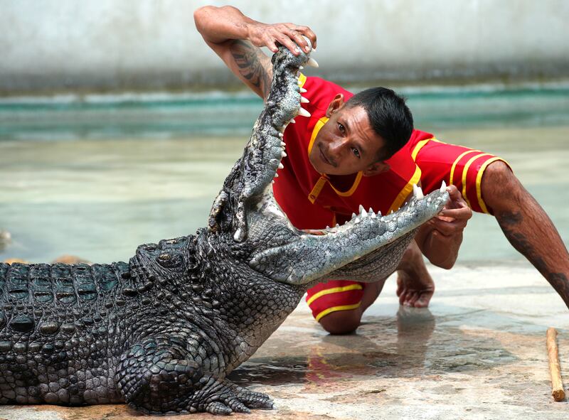 A performer puts his head inside a crocodile's mouth during a performance ahead of the April reopening of Samutprakarn Crocodile Farm and Zoo in Thailand. The zoo closed during the Covid-19 pandemic in 2020. EPA