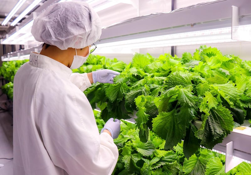 UAE’s Newest Vertical Farm, Smart Acres, Successfully Launches, Propelling the UAE’s Agricultural Development