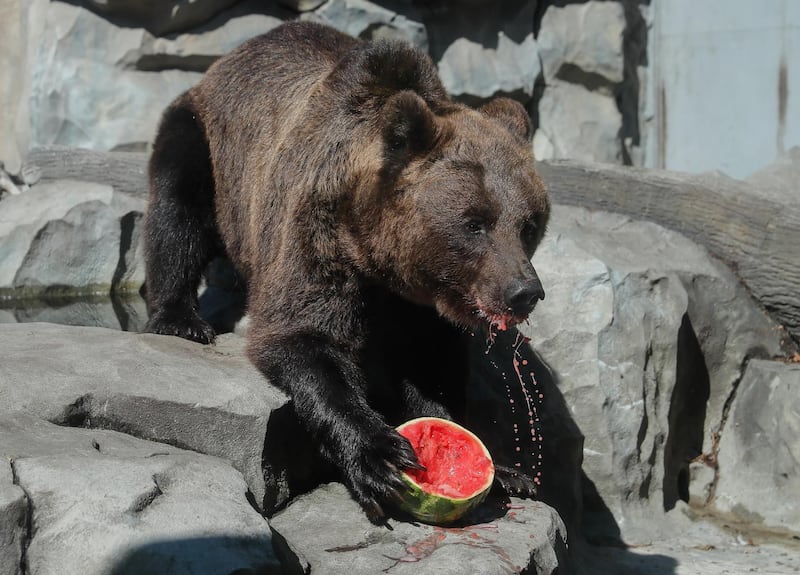 Zoo workers feed bears with watermelons during so-called Watermelons Week in the central Zoo in Kiev, Ukraine.  EPA