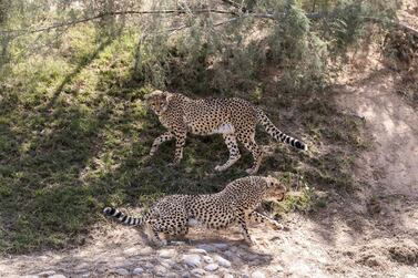 Four cheetah cubs were rescued on the UAE-Saudi border, with two turned over to Al Ain Zoo by the Ministry of Environment and Climate Change. Reem Mohammed/The National