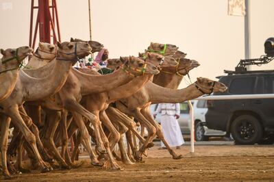 The Crown Prince Camel Festival in Saudi Arabia. CIC