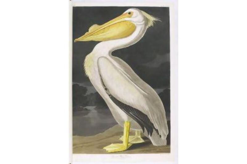 A white pelican from Audubon's Birds of America. Sotheby's Auction House / EPA