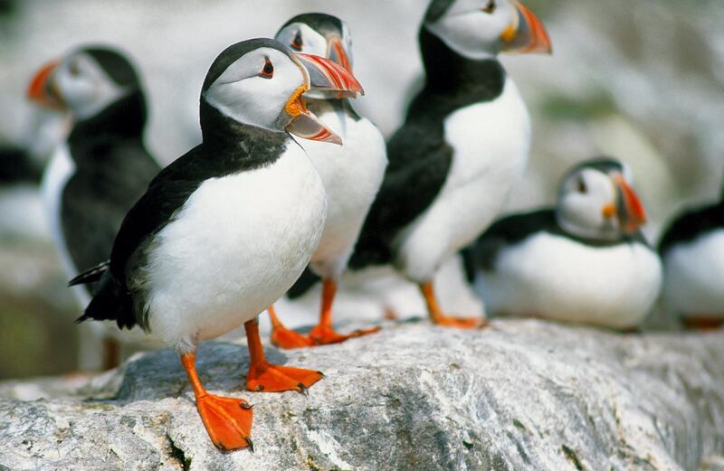 Atlantic Puffins (Fratercula arctica) breeding success has been badly hit in the UK as rising sea temperatures have affected algae that Sandeels feed on the Puffins favorite prey.