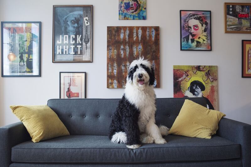 Bowie, a sheepadoodle, at an apartment in Brooklyn, New York. Pets provided solace for isolated families at the height of the Covid-19 pandemic. Bloomberg